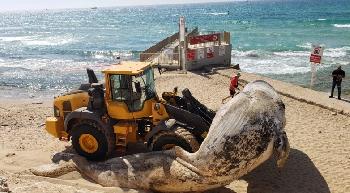 Ein weiterer toter Wal wird an der israelischen Küste angespült
