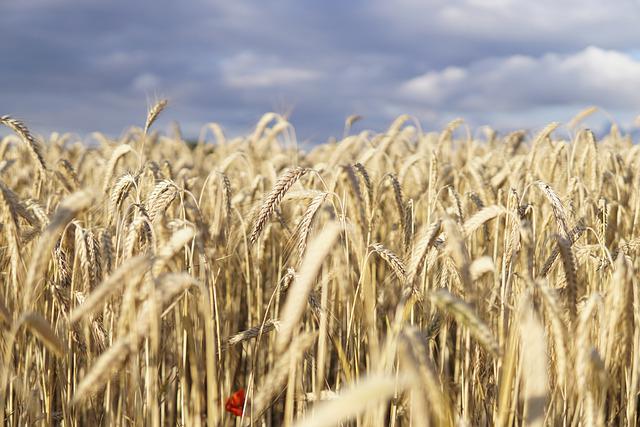 Ukraine optimistisch über Vereinbarung mit Russland zur Wiederaufnahme der Getreideexporte