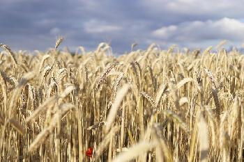 Ukraine-optimistisch-ber-Vereinbarung-mit-Russland-zur-Wiederaufnahme-der-Getreideexporte