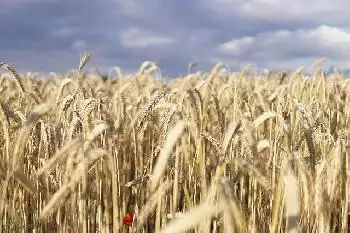 Ukraine optimistisch über Vereinbarung mit Russland zur Wiederaufnahme der Getreideexporte