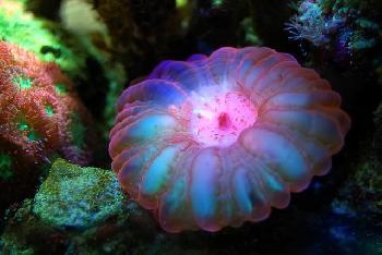 Israelische-Forscher-lsen-Rtsel-um-leuchtende-Korallen