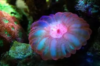 Israelische Forscher lösen Rätsel um leuchtende Korallen
