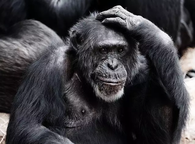 WHO soll Affenpocken umbenennen. Affen könnten sich diskriminiert sehen?
