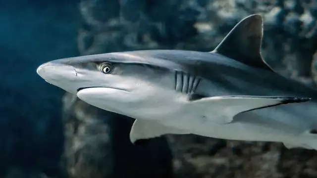 New York: Mann schleppt Hai aus Wasser [Video]