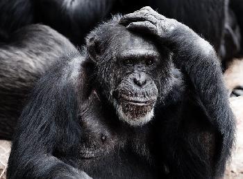 WHO-soll-Affenpocken-umbenennen-Affen-knnten-sich-diskriminiert-sehen