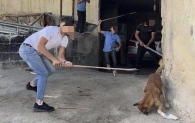 Palästinenser in Hebron haben ein neue Leidenschaft: Hunde Töten