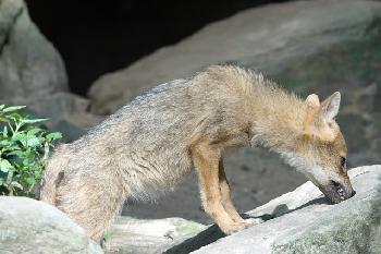 Coyote-greift-Kleinkind-in-Los-Angeles-an-Video