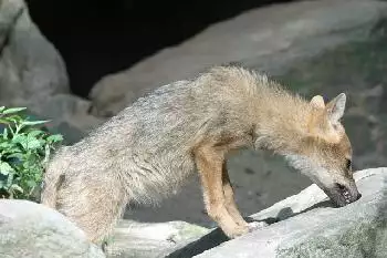 Coyote greift Kleinkind in Los Angeles an [Video]
