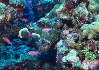 Israelische Studie gibt Hoffnung auf Überleben von Korallenriffen