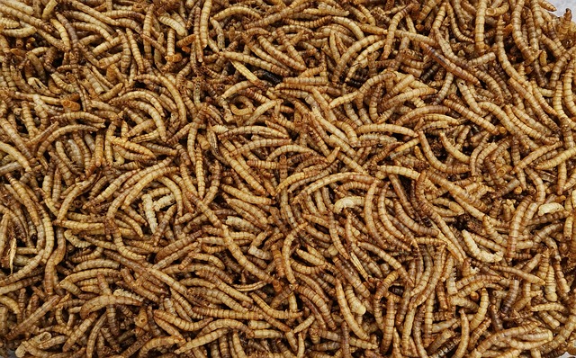 Diese vier Insekten können sich in Ihren Lebensmitteln verbergen