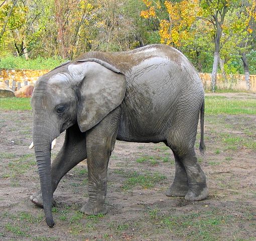„Der Elefant der Woche“ geht an Herrn Bürgermeister