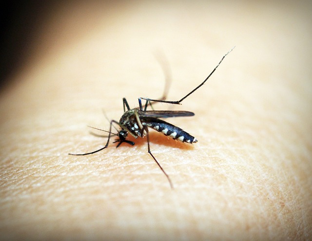 Die Ausbreitung von Malaria in Deutschland, Sie gab es früher schon