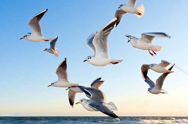 Die Niederlande nehmen Vogelschutz ernst: Windparks werden zum Schutz von Zugvögeln abgeschaltet