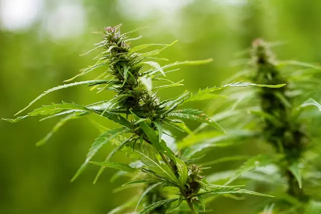 Üppiger Grüner Daumen: Über 1000 Cannabis-Pflanzen in verkehrsberuhigter Erfurter Straße entdeckt