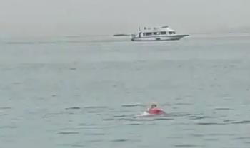Tdlicher-HaiAngriff-in-gypten-Tigerhai-ttet-russischen-Schwimmer