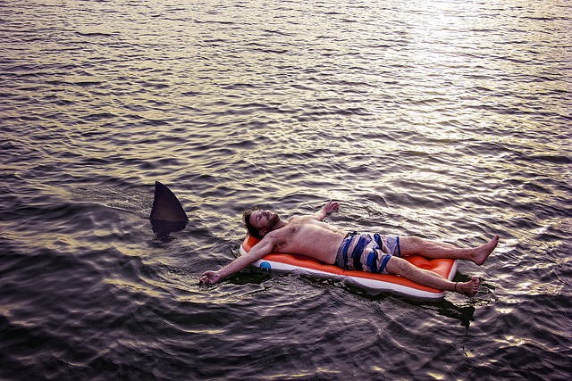 "Hai-Alarm": Ein Schwarm von 50 Sandhaien vor Long Island gesichtet