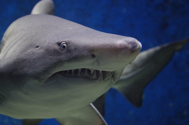 Blutdurst und Drogenrausch: Eine schockierende Entdeckung zeigt, wie Kokain unsere Haie verändert