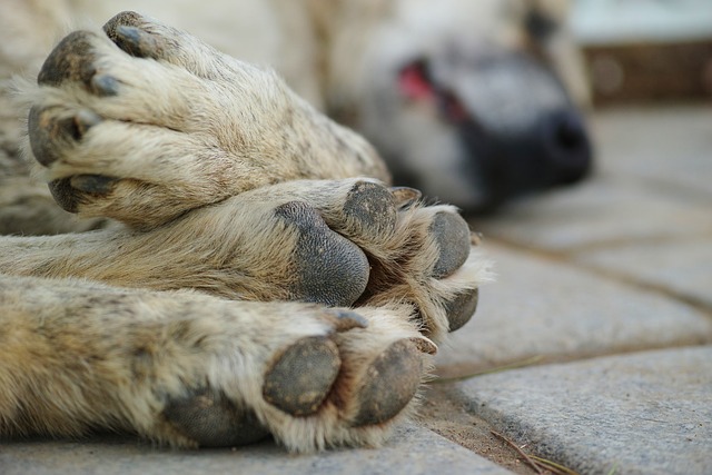 Mehrere Haustiere in Thüringen getötet: Katze angeschossen und Hunde vergiftet
