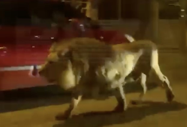 Löwe auf freiem Fuß in Ladispoli bei Rom sorgt für Aufregung und Diskussionen über Zirkustiere