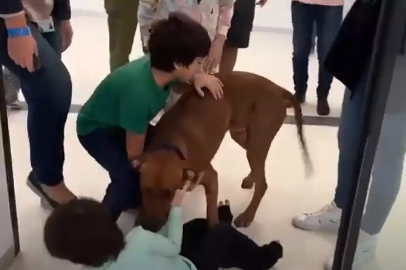 Herzerwärmendes Wiedersehen: Entführte Brodutch-Kinder treffen ihren Hund Rodney im Krankenhaus