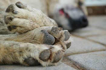 Mehrere-Haustiere-in-Thringen-gettet-Katze-angeschossen-und-Hunde-vergiftet