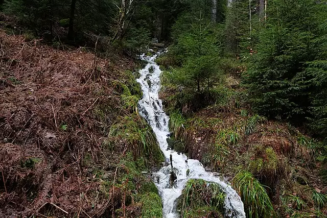  Der deutsche Wald steht viel besser da, als die Klima-Hysteriker glauben machen wollen