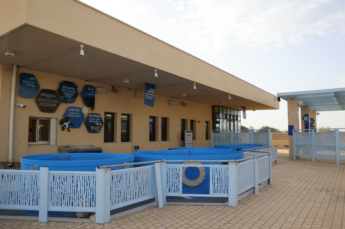 Israels stiller Triumph im Mittelmeer: Wie ein verletzter Meeresschildkrötenfund zur weltweiten Rettungsmission wurde