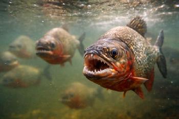 Massenangriff unter Wasser: Mindestens 40 Verletzte nach Piranha-Attacke in Argentinien