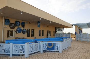 Israels stiller Triumph im Mittelmeer: Wie ein verletzter Meeresschildkrötenfund zur weltweiten Rettungsmission wurde