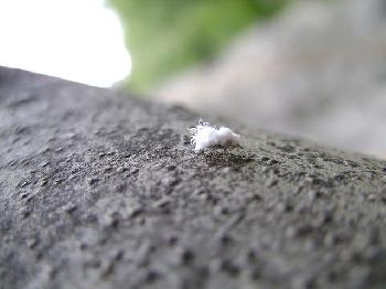 Urteil zur `Schimmelplizgefahr´