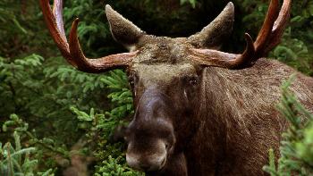 Schweden, unser großes Vorbild